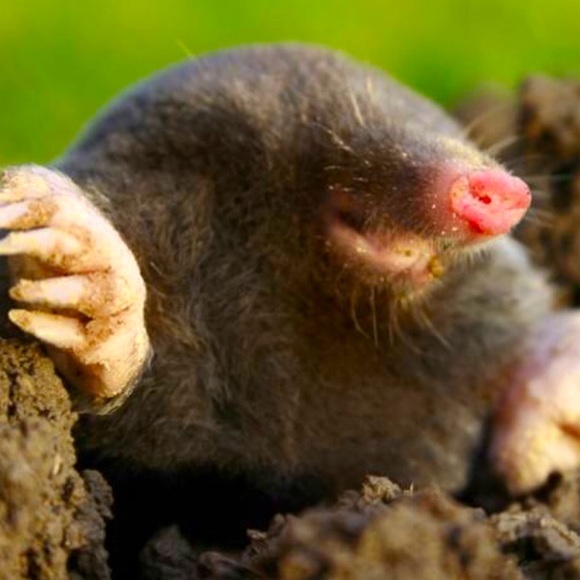 Meet your Posher, Ethan - Picture 1 of 1